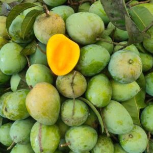 রাজশাহীর আম্রপালী আম ২৪ কেজি