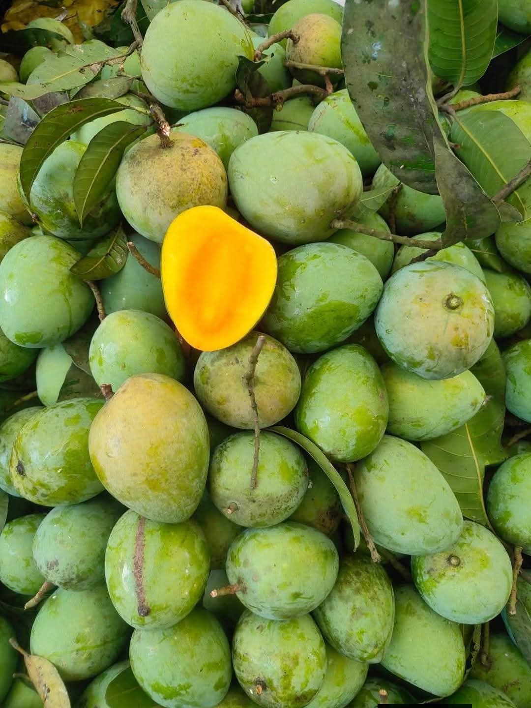 amropali 1