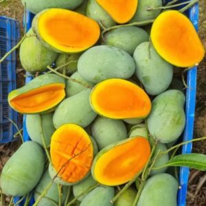 রাজশাহীর আম্রপালী আম ১০ কেজি
