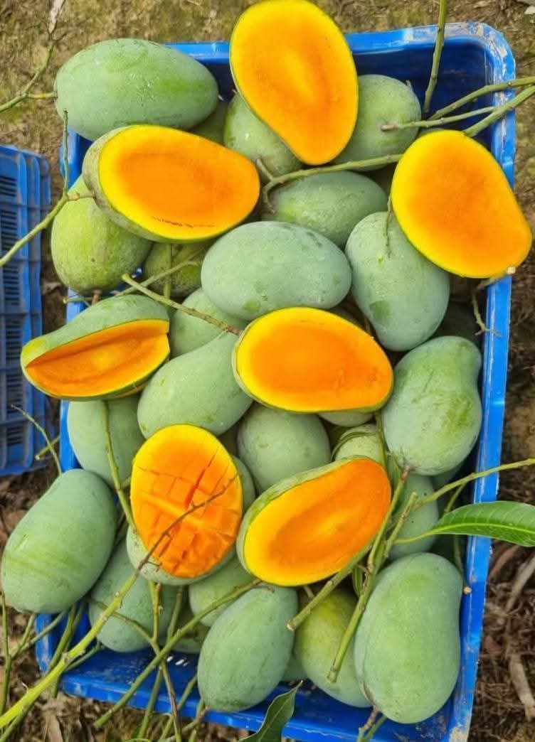 amropali 2