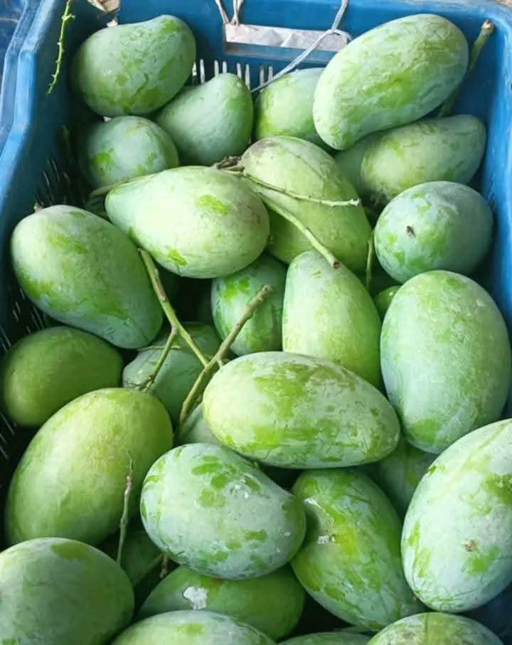 amropali 4