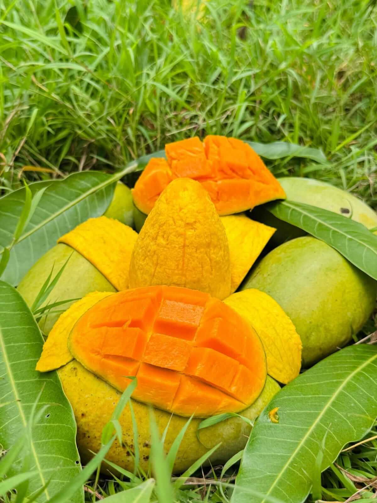 amropali 8