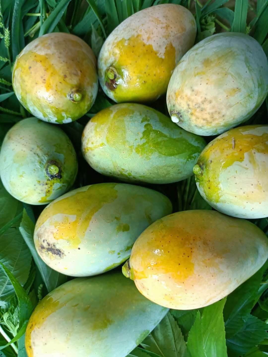 amropali 9